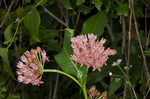 Purple milkweed